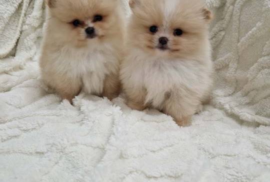 Pomeranci boo pravi medvedici image 6