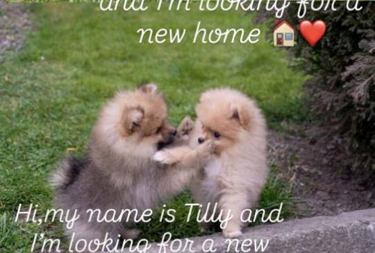 Štenci pomeranaca vrhunskog, image 1