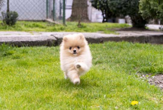 Štenci pomeranaca vrhunskog, image 4