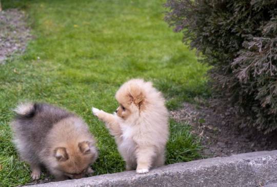 Štenci pomeranaca vrhunskog, image 5