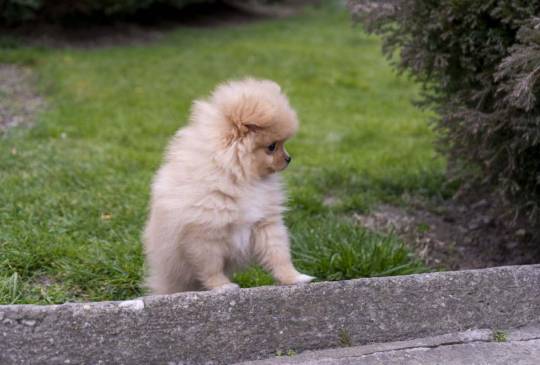 Štenci pomeranaca vrhunskog, image 6