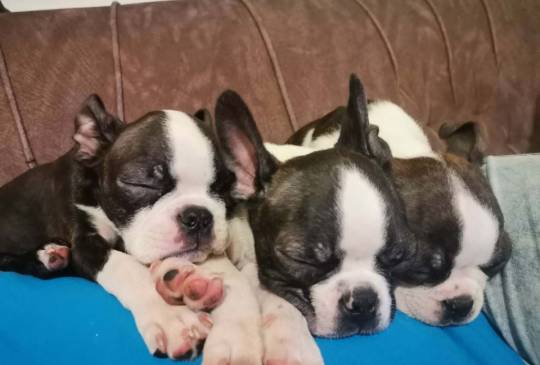 Štenari iz bostonskog terijera.