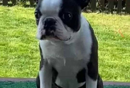 Bostonski terijer štenci