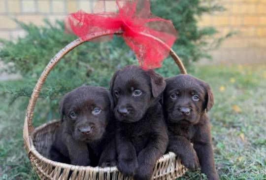 Labrador retriver štenci image 3