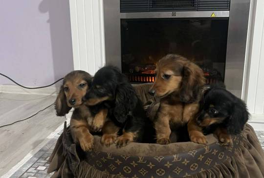 Dugodlaki patuljasti jazavičari štenci image 6