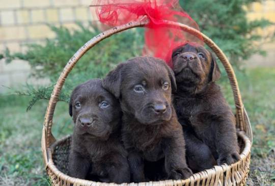 Labrador retriver štenci image 4