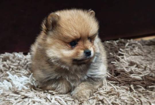 Štenci pomeranskog špica prelepog krzna image 1
