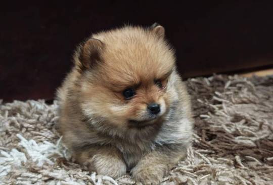 Štenci pomeranskog špica prelepog krzna image 2