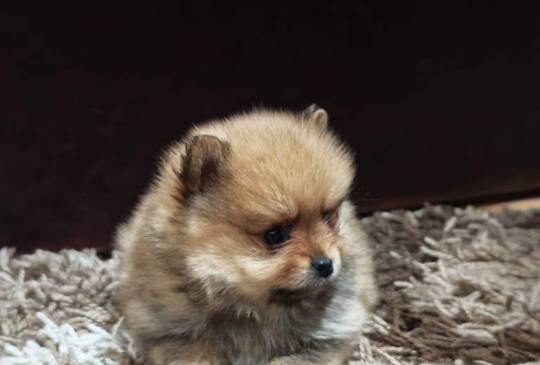 Štenci pomeranskog špica prelepog krzna image 3