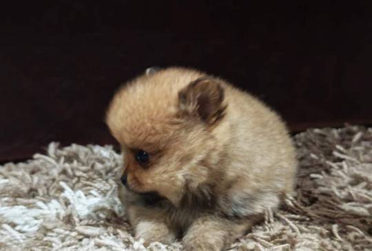 Štenci pomeranskog špica prelepog krzna image 4