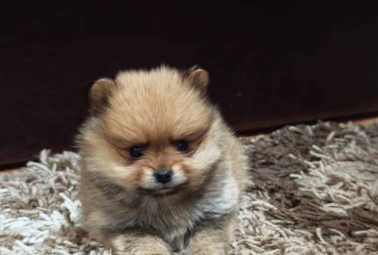 Štenci pomeranskog špica prelepog krzna image 5
