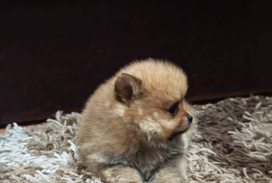 Štenci pomeranskog špica prelepog krzna image 6