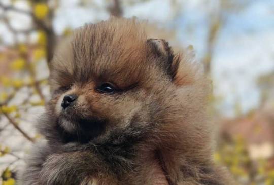 Stenci pomeranca prelepog krzna image 1