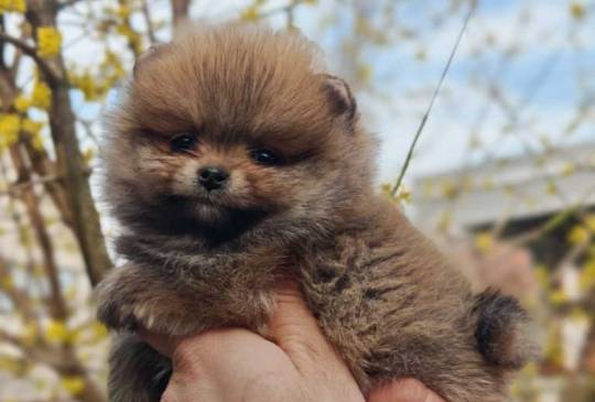 Stenci pomeranca prelepog krzna image 2