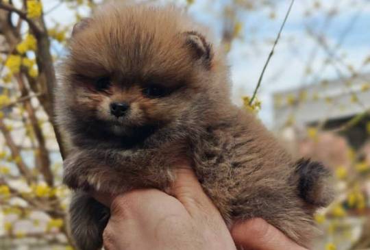 Stenci pomeranca prelepog krzna image 3