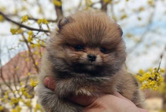 Stenci pomeranca prelepog krzna image 4