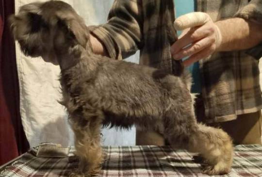 Štenci patuljastih šnaucera vrhunski image 4