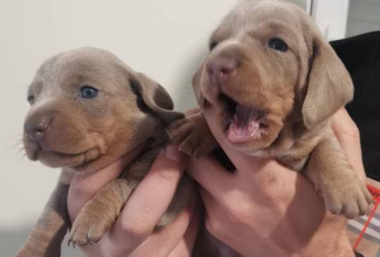 Štenci jazavičara image 6