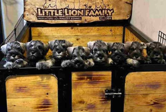 Patuljasti ŠNAUCERI biber so image 1