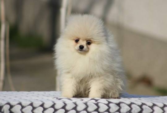 Psi i psići labrador retrivera na prodaj image 2