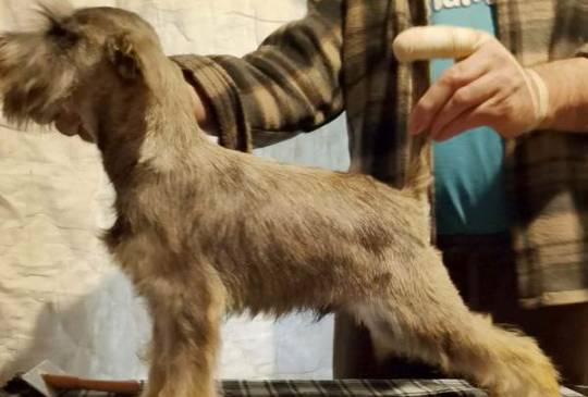 Štenci patuljastih šnaucera vrhunski image 5