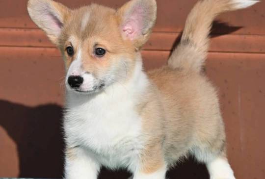 Velski korgi/Welsh Corgi Pembroke štenci image 3