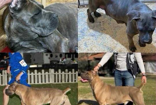 Štenci Cane Corso image 6