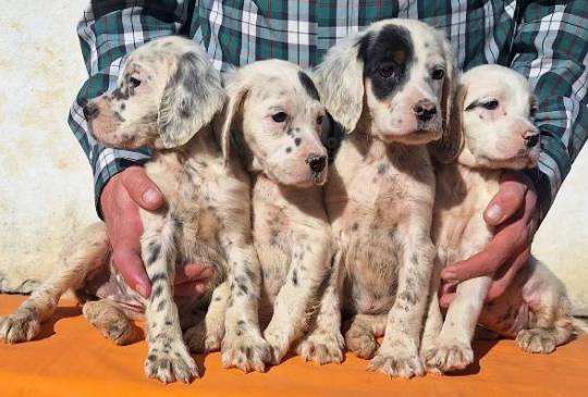 Engleski Seter štenci image 1