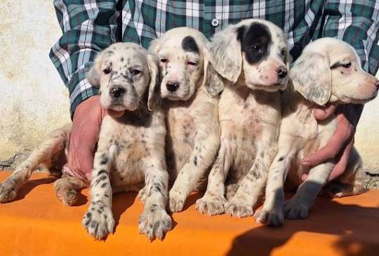 Engleski Seter štenci image 2