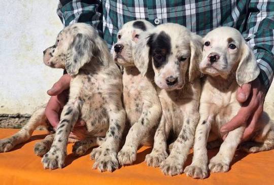 Engleski Seter štenci image 3