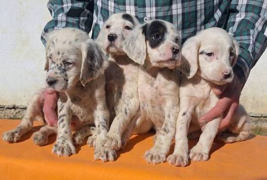 Engleski Seter štenci image 4