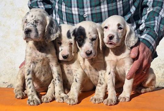 Engleski Seter štenci image 5