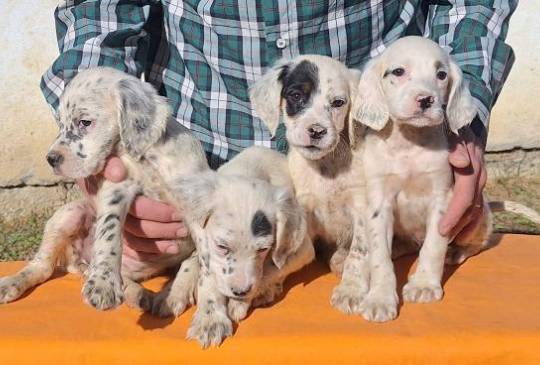 Engleski Seter štenci image 6