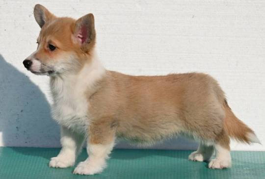 Velski korgi/Welsh Corgi Pembroke štenci image 4