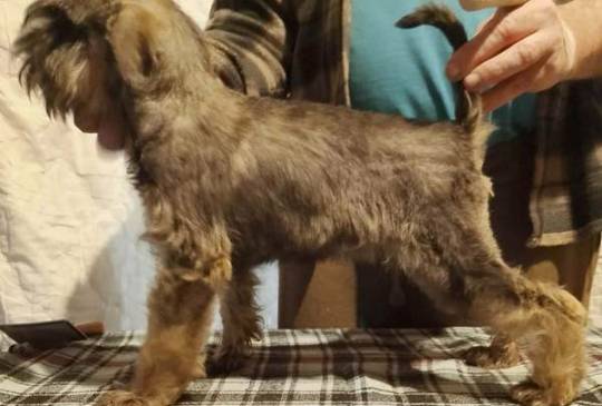 Štenci patuljastih šnaucera vrhunski image 6