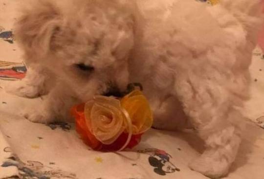 Kovrdžavi bišon štenci image 6