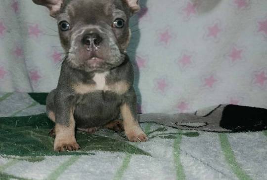 Francuski buldog – četiri muška i 1 žen image 5