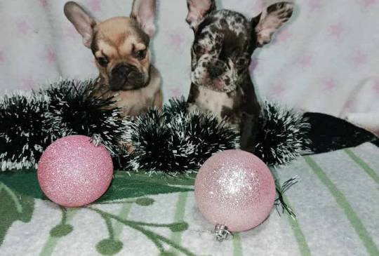 Francuski buldog – četiri muška i 1 žen image 1