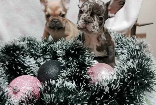 Francuski buldog – četiri muška i 1 žen image 2