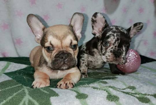 Francuski buldog – četiri muška i 1 žen image 3