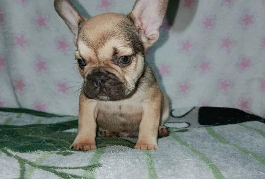 Francuski buldog – četiri muška i 1 žen image 4