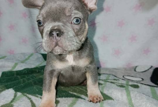 Francuski buldog – četiri muška i 1 žen image 6