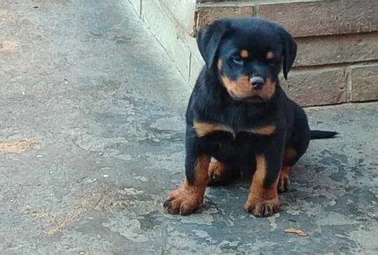 Prelepa štenad Rotvajlera, 2 meseca star image 1