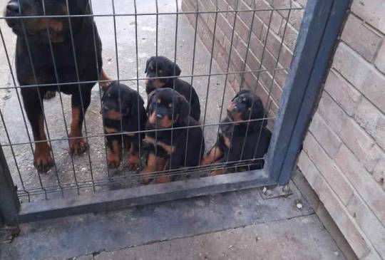 Prelepa štenad Rotvajlera, 2 meseca star image 2