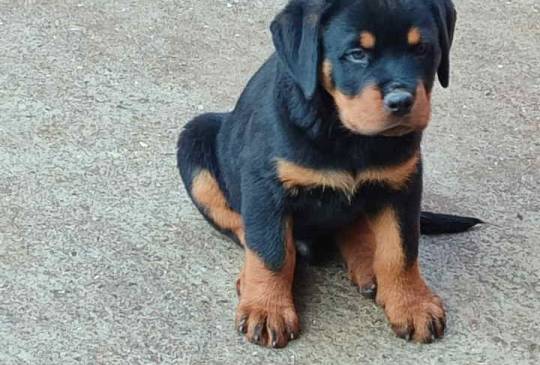 Prelepa štenad Rotvajlera, 2 meseca star image 4