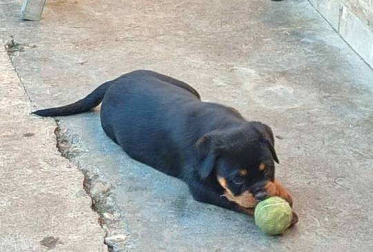 Prelepa štenad Rotvajlera, 2 meseca star image 5