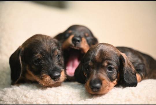 Na prodaju štenci oštrodlaki jazavičar image 1