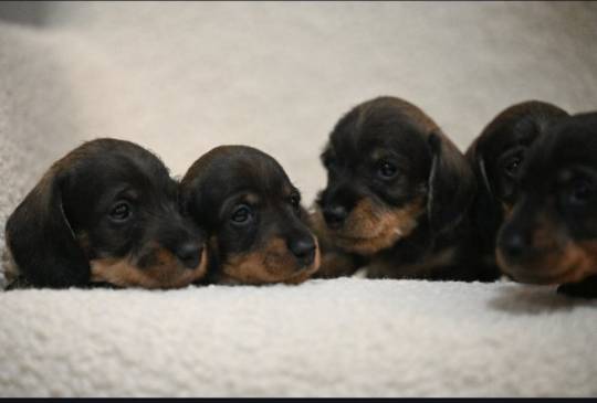 Na prodaju štenci oštrodlaki jazavičar image 2