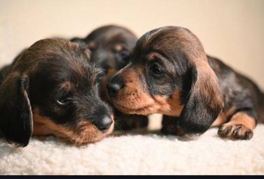 Na prodaju štenci oštrodlaki jazavičar image 3