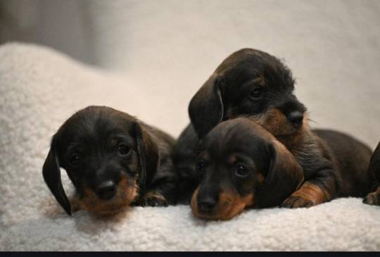 Na prodaju štenci oštrodlaki jazavičar image 4